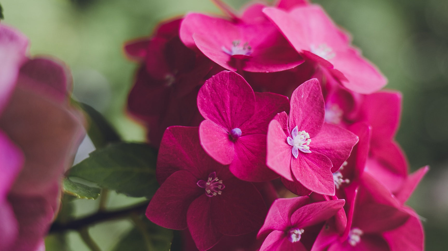 Dare to Express Yourself With Viva Magenta