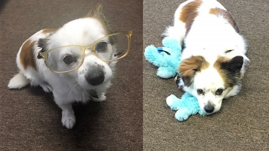 When a “Ruff” Start to the New Year is a Good Thing